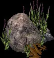 MassiveKelpFormationA