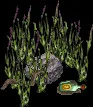 MassiveKelpFormationB