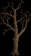 MassiveOak2