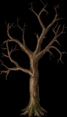 MassiveOak4