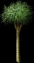 MassivePalm
