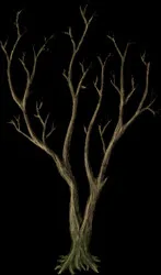 MassiveSpindleTree2