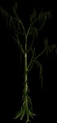 MassiveSwampstalkTree
