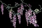 mediumlilac