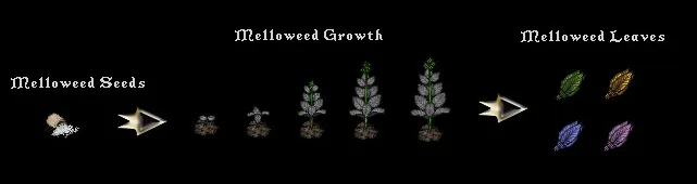 melloweedgrowing1