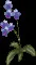 MorningGlory