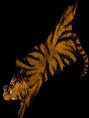 mountedtigerpelt