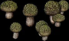 mushroom dragonsegg