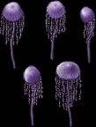 mushroom luminbell