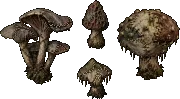 mushroom patchworkpolypore