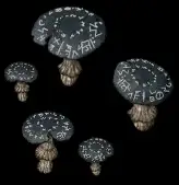 mushroom runecap