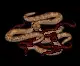 nestofsnakes