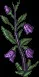 NightshadePlant