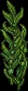 oceankelp11