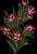 Oleander