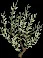 Oliveleaf