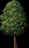 peachtreemedium