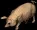 pig