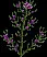 Pineflower