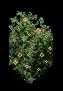 pinkfloralhedge