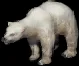polarbear