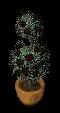 pottedfloraltopiary