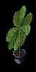 pottedfourleafclover