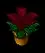 pottedpoinsettia