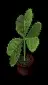 pottedthreeleafclover