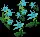 PowderAzureEasterbells