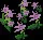PowderBlushEasterbells