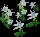 PowderCloudEasterbells