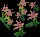 PowderCoralEasterbells