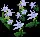 PowderIrisEasterbells