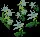 PowderPistachioEasterbells