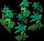 PowderSeafoamEasterbells