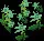 PowderSpringEasterbells