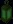 prevlantern forestgreen
