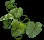 pumpkinleaves