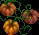 PumpkinPatch