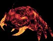 radiantburrowbug