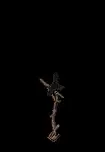 ravenperch