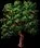 rewardminiatureoaktree