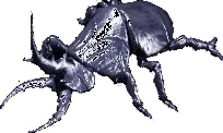 Rhinocerus Beetle
