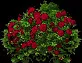 RoseBush