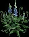 RoyalHyacinth