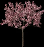 sakurablossomfull