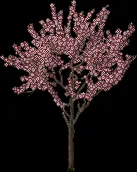 sakurablossomsparse