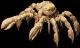 sandcrab