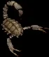scorpioncarapace